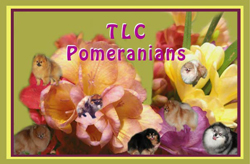 tlc poms